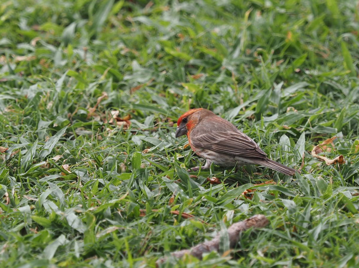 House Finch - ML548285861