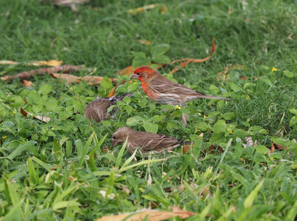 House Finch - ML548285891