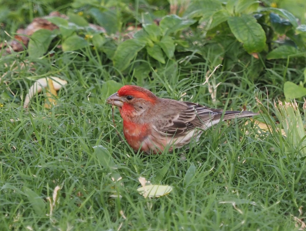 House Finch - ML548285911