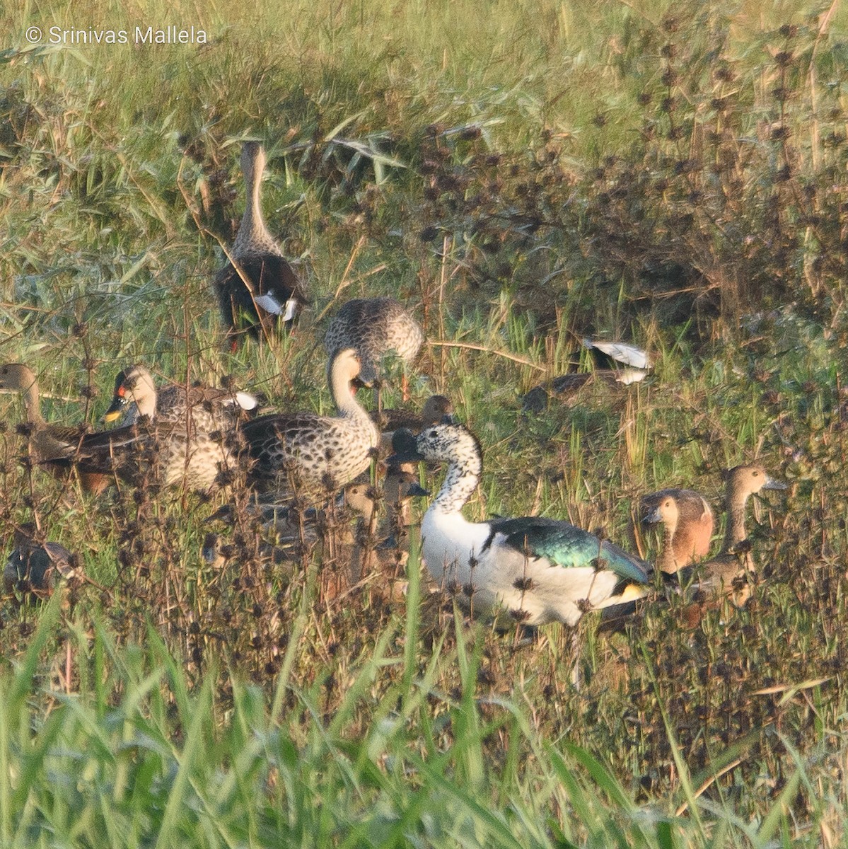 Ebird Checklist - 22 Mar 2023 - Manjeera Wildlife Sanctuary - 144 Species