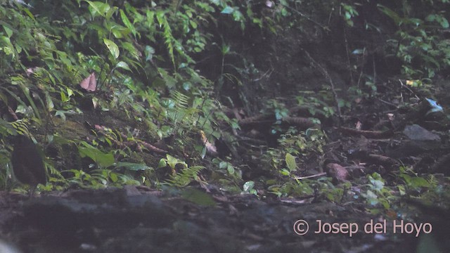 Scaled Antpitta - ML548288231