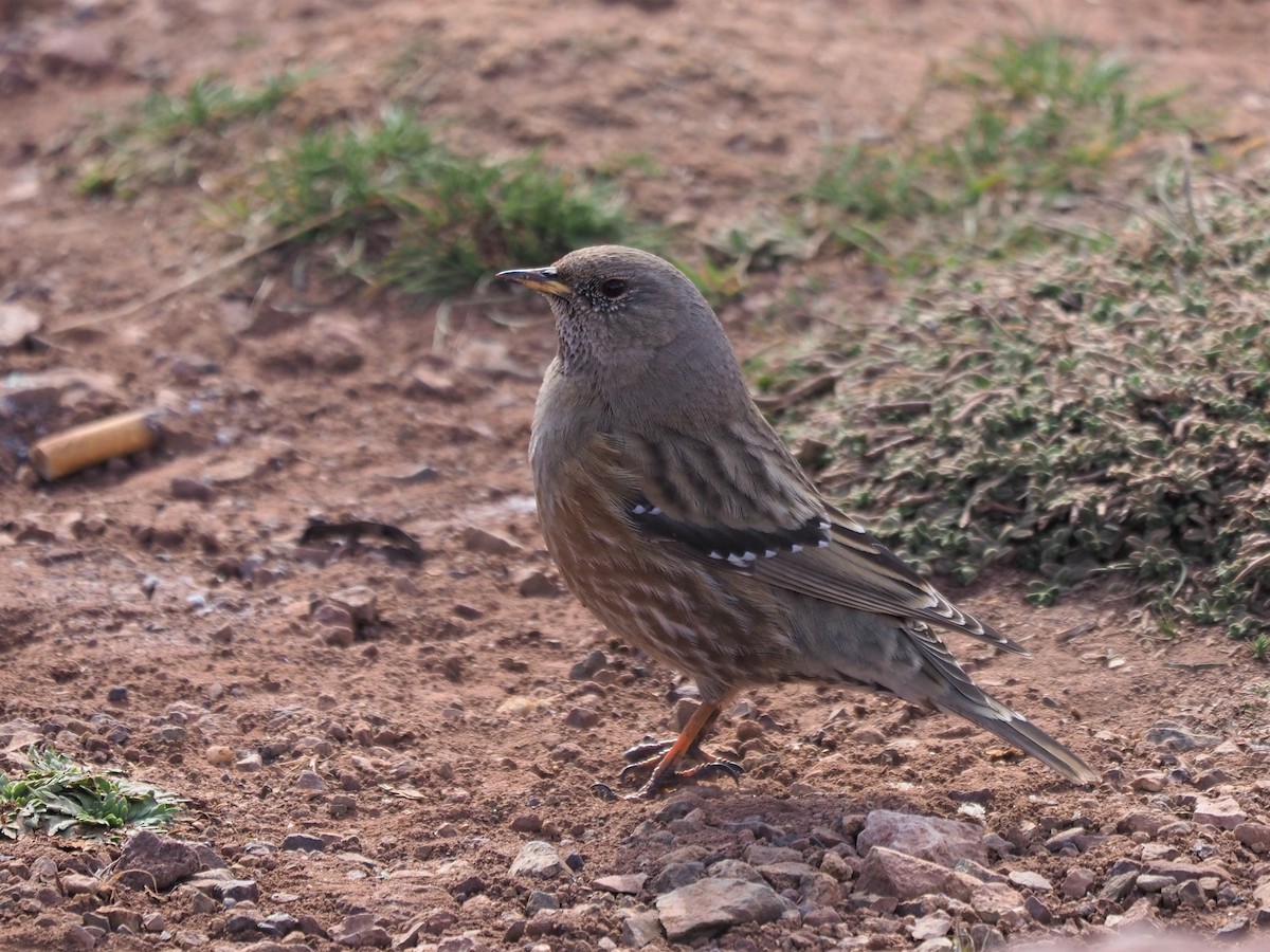 Alpine Accentor - ML548290181