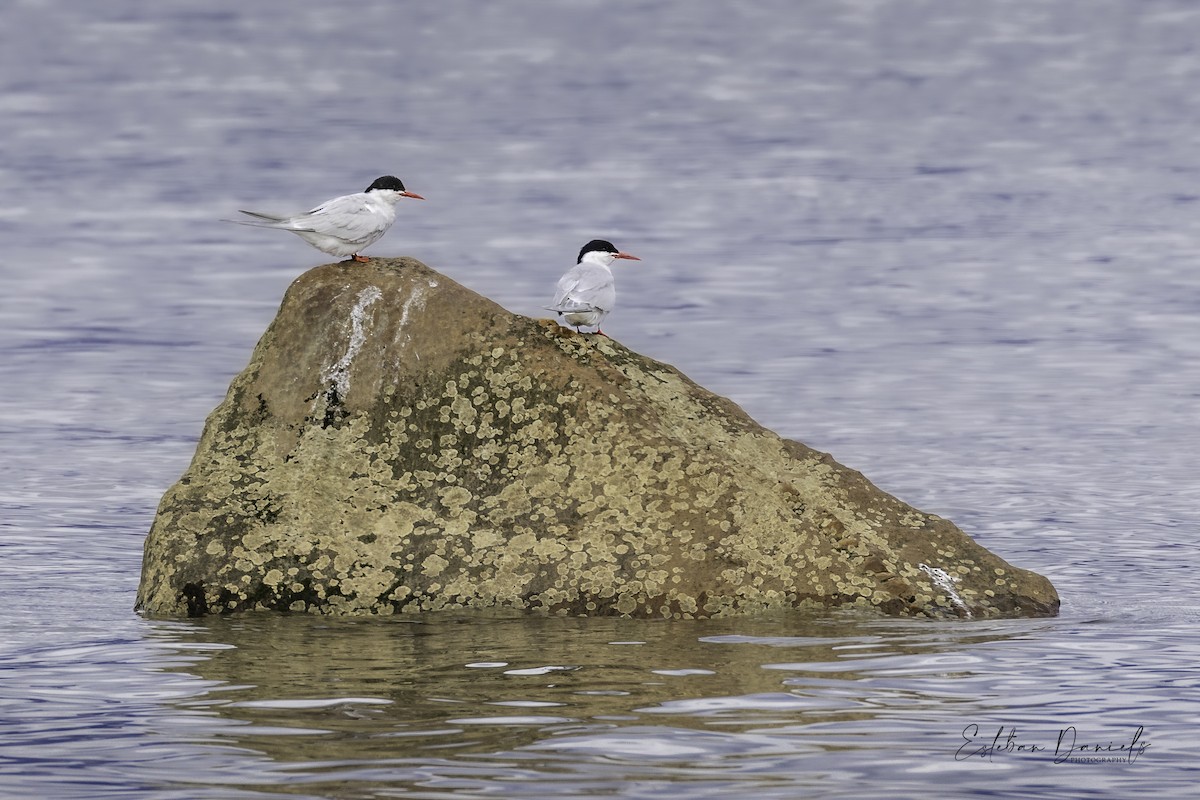 South American Tern - ML548290571