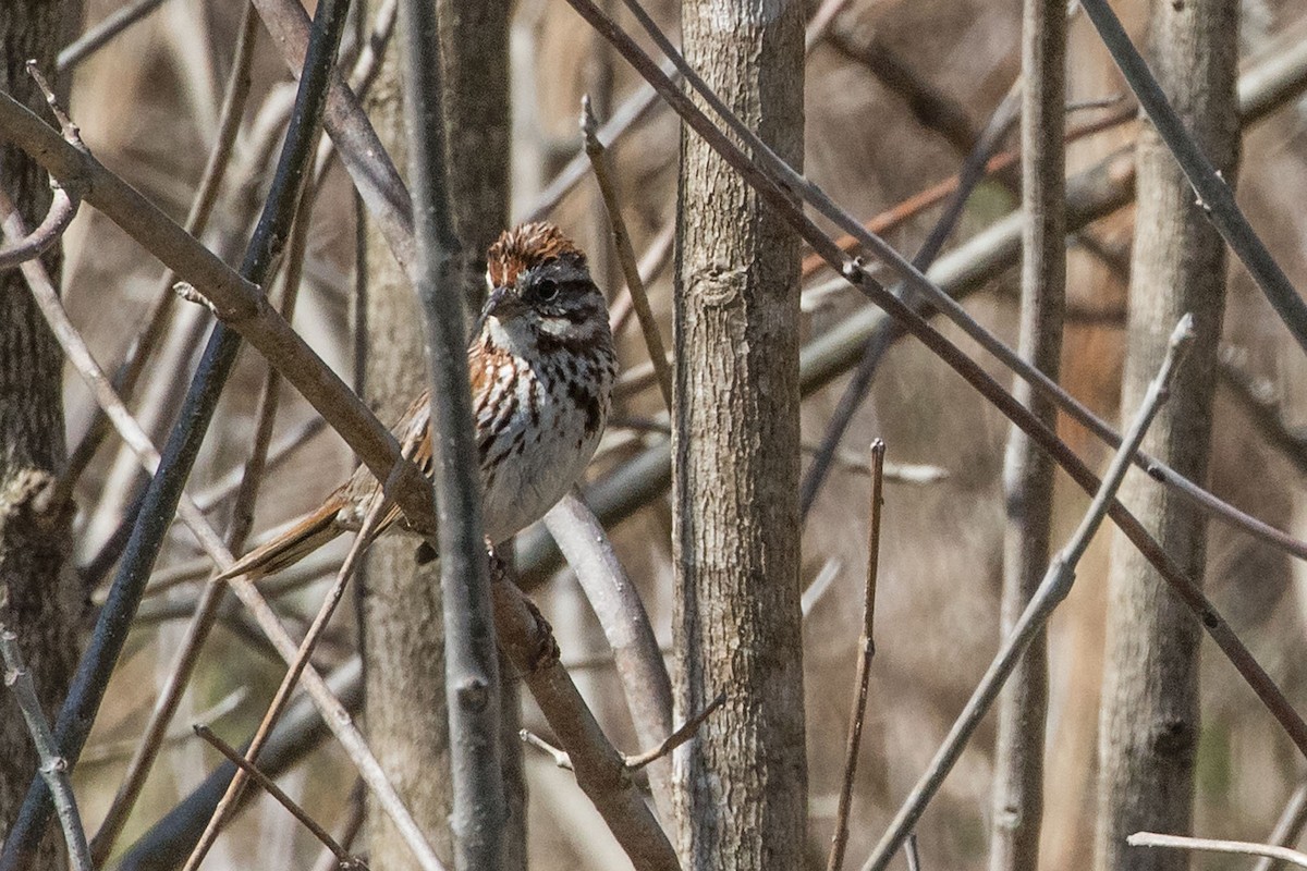 Bruant des prés - ML548291761