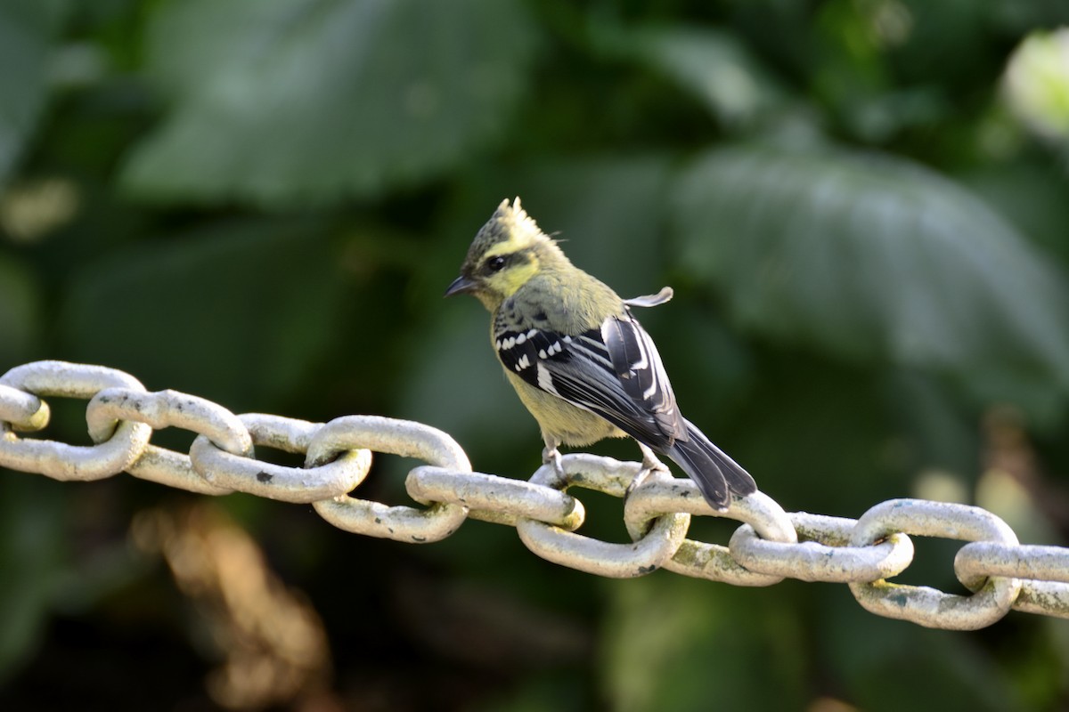 Indian Yellow Tit - Kiron Vijay