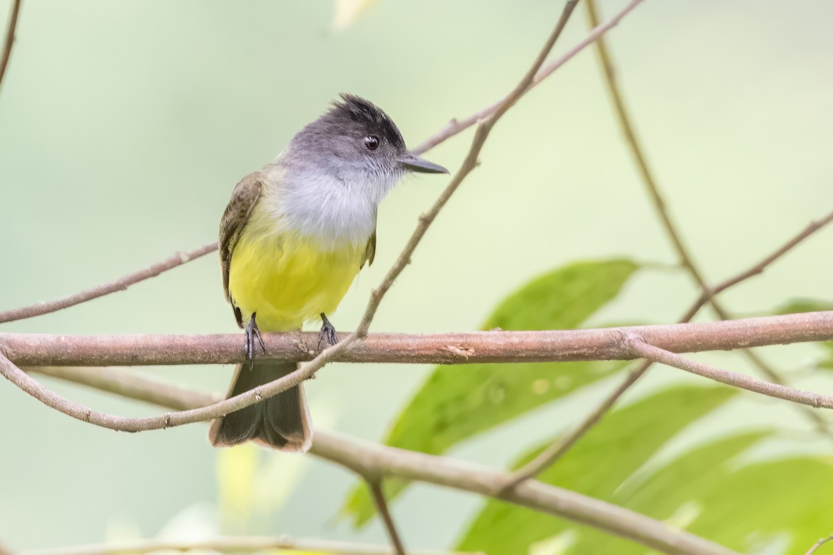 Dusky-capped Flycatcher (nigriceps/atriceps) - Sandy & Bob Sipe