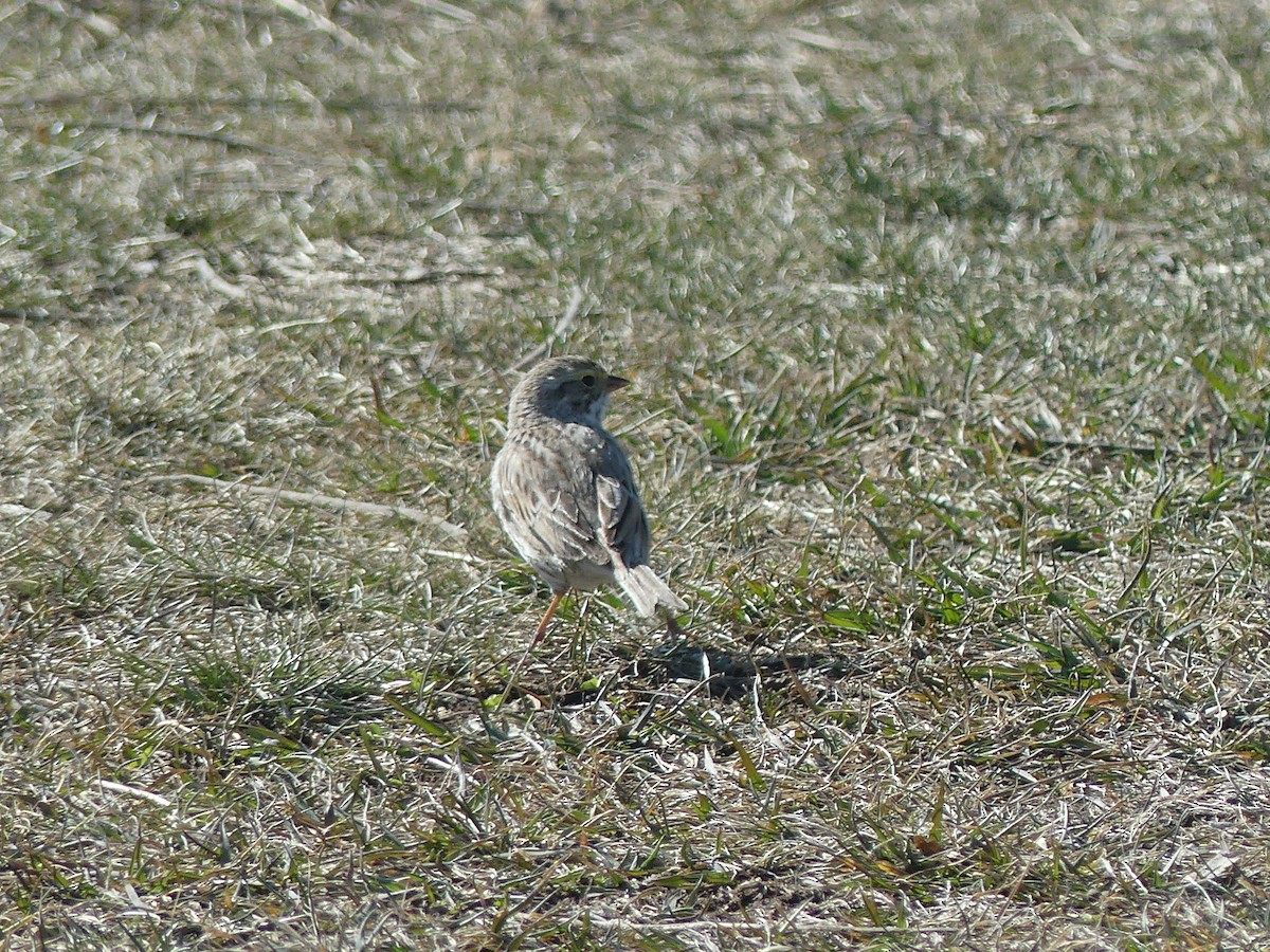 Savannah Sparrow - ML548293541