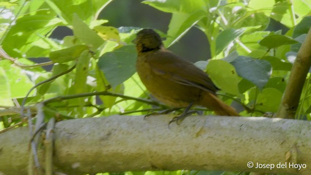 Streak-breasted Treehunter - ML548293611