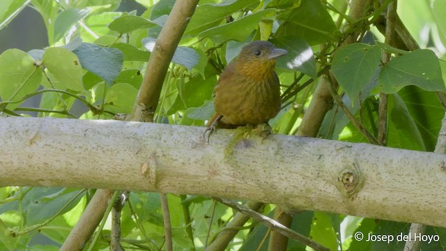 Streak-breasted Treehunter - ML548293621