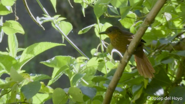 Streak-breasted Treehunter - ML548293641