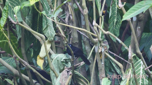 Panamáameisenvogel - ML548294761