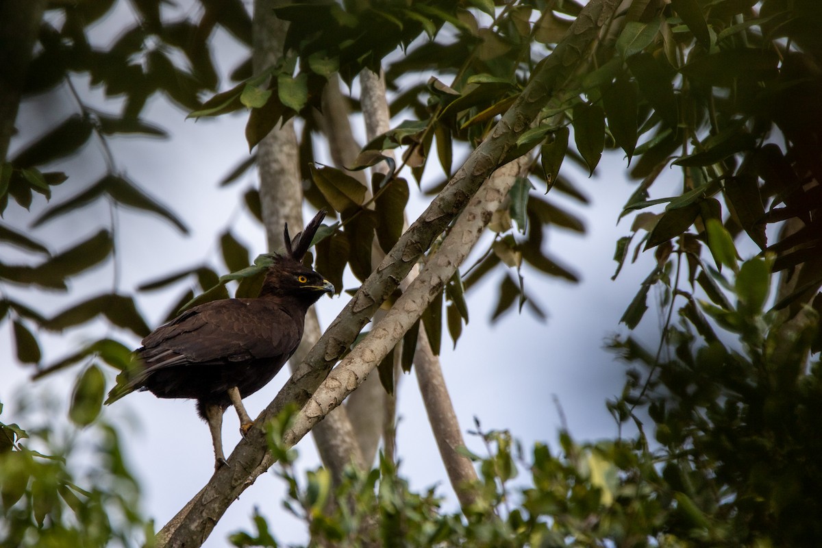 Long-crested Eagle - ML548294861