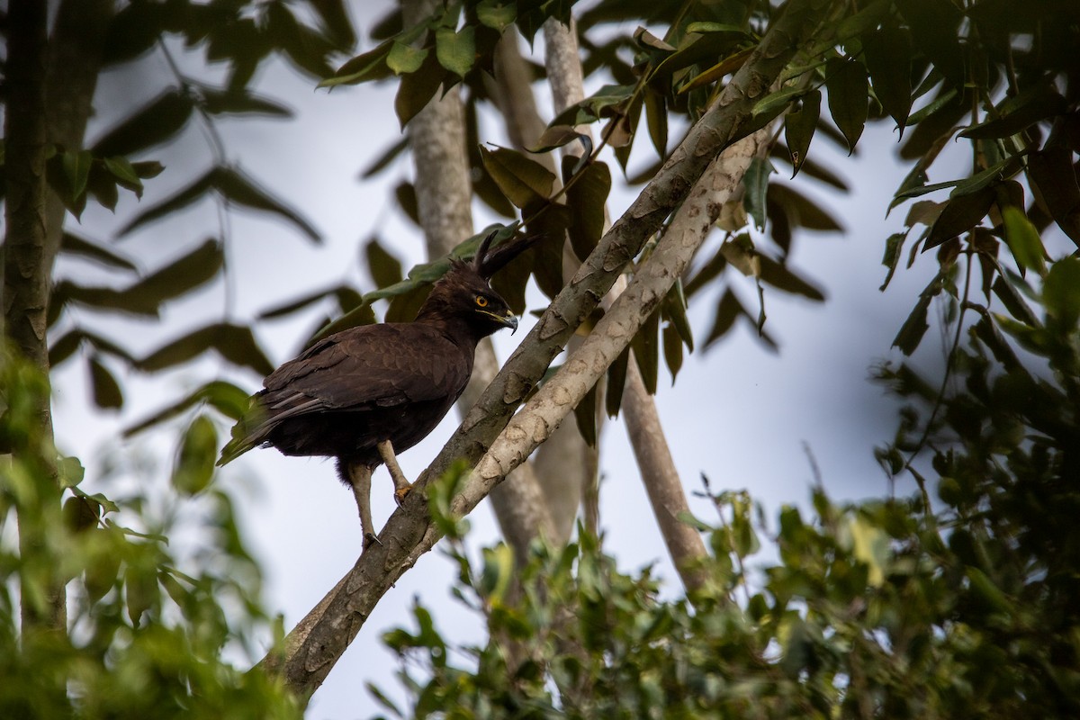 Long-crested Eagle - ML548294881