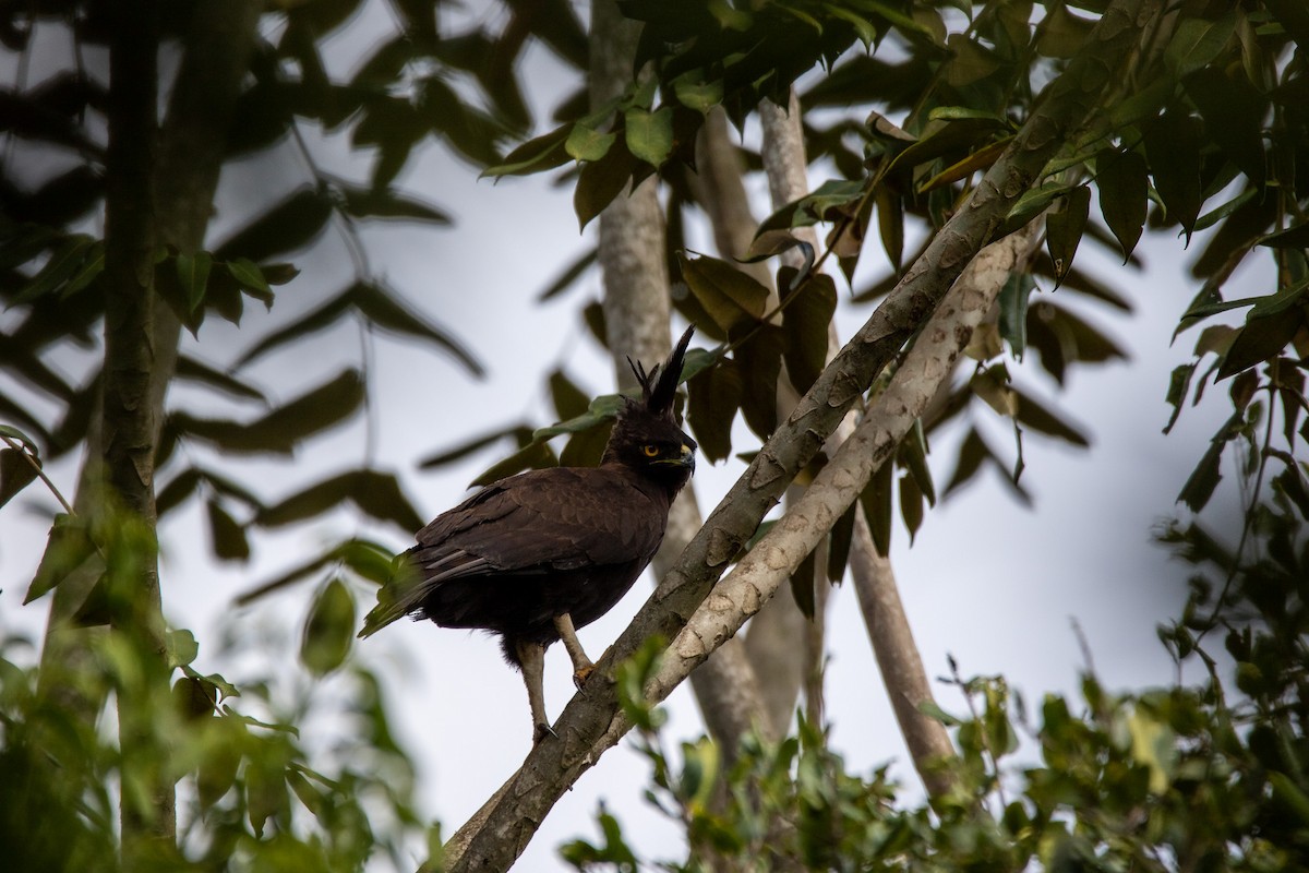 Long-crested Eagle - ML548294911