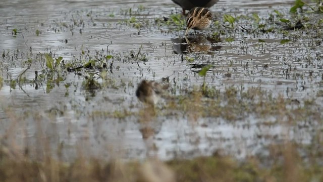 Common Snipe - ML548295651