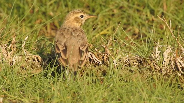 Paddyfield Pipit - ML548295951