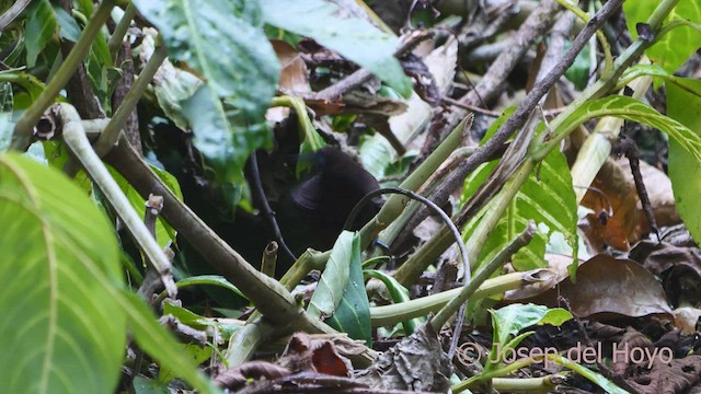 Zeledon's Antbird - ML548296001