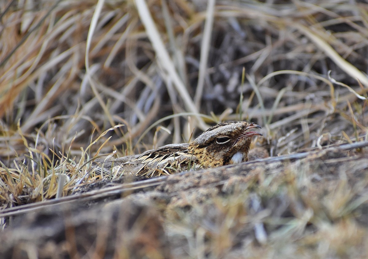 Indian Nightjar - ML548297041