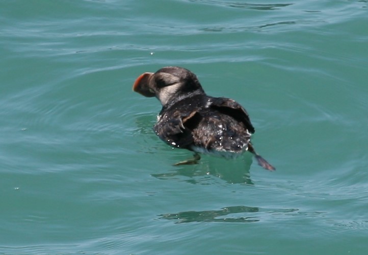 Horned Puffin - ML548297411