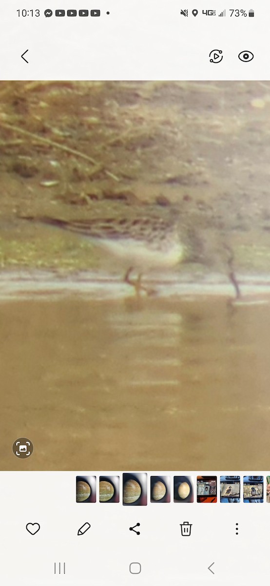 Pectoral Sandpiper - ML548297521