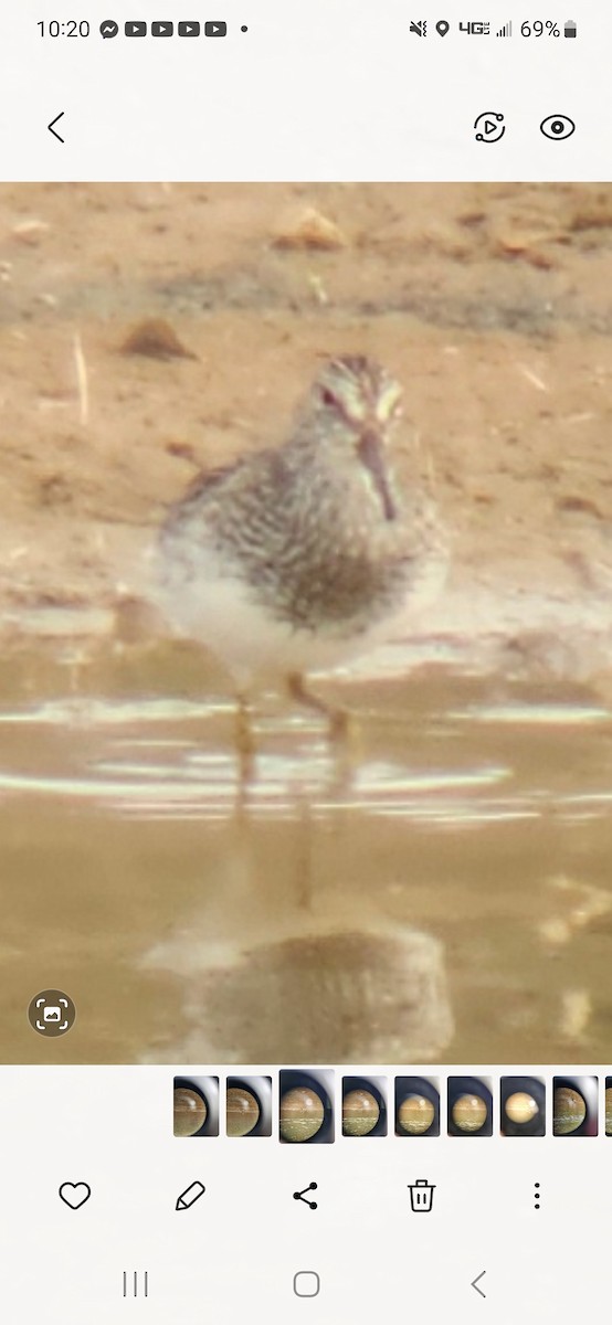 Pectoral Sandpiper - ML548297531