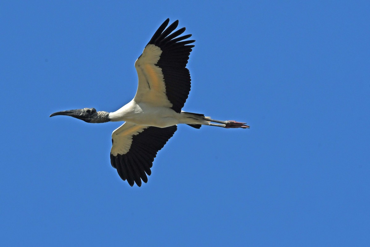 Wood Stork - Sharon Lynn