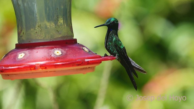 Green-crowned Brilliant - ML548298461