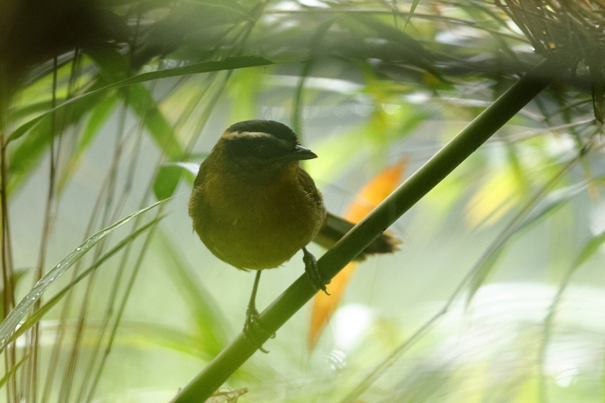 Black-capped Hemispingus (Black-capped) - ML548298541