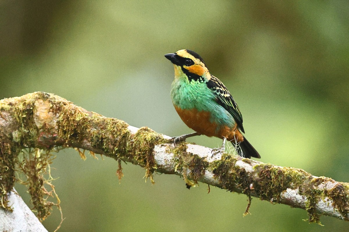 Golden-eared Tanager - Sam Zhang