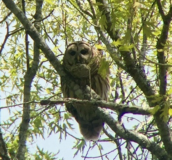 Barred Owl - ML54829931