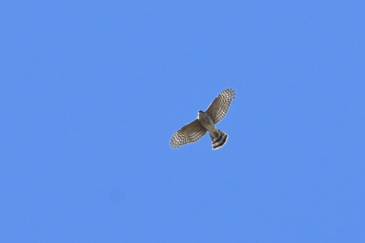 Sharp-shinned Hawk - ML548299421