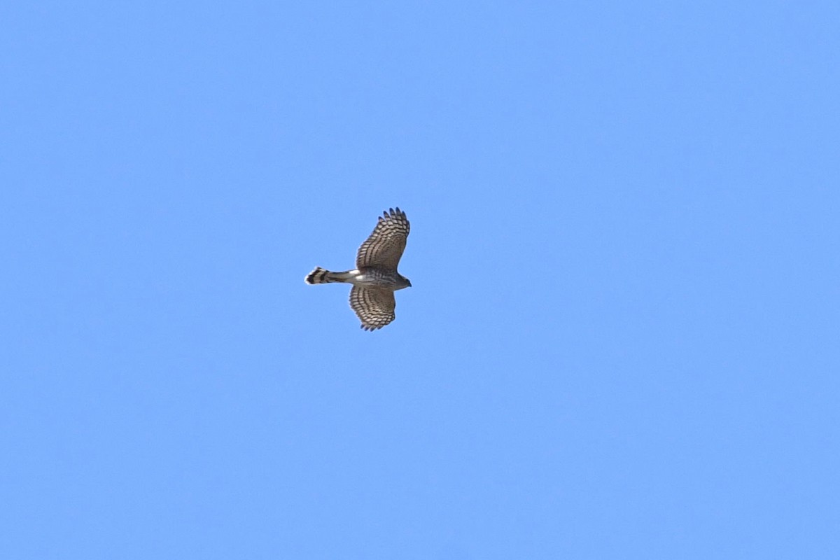 Sharp-shinned Hawk - ML548299431