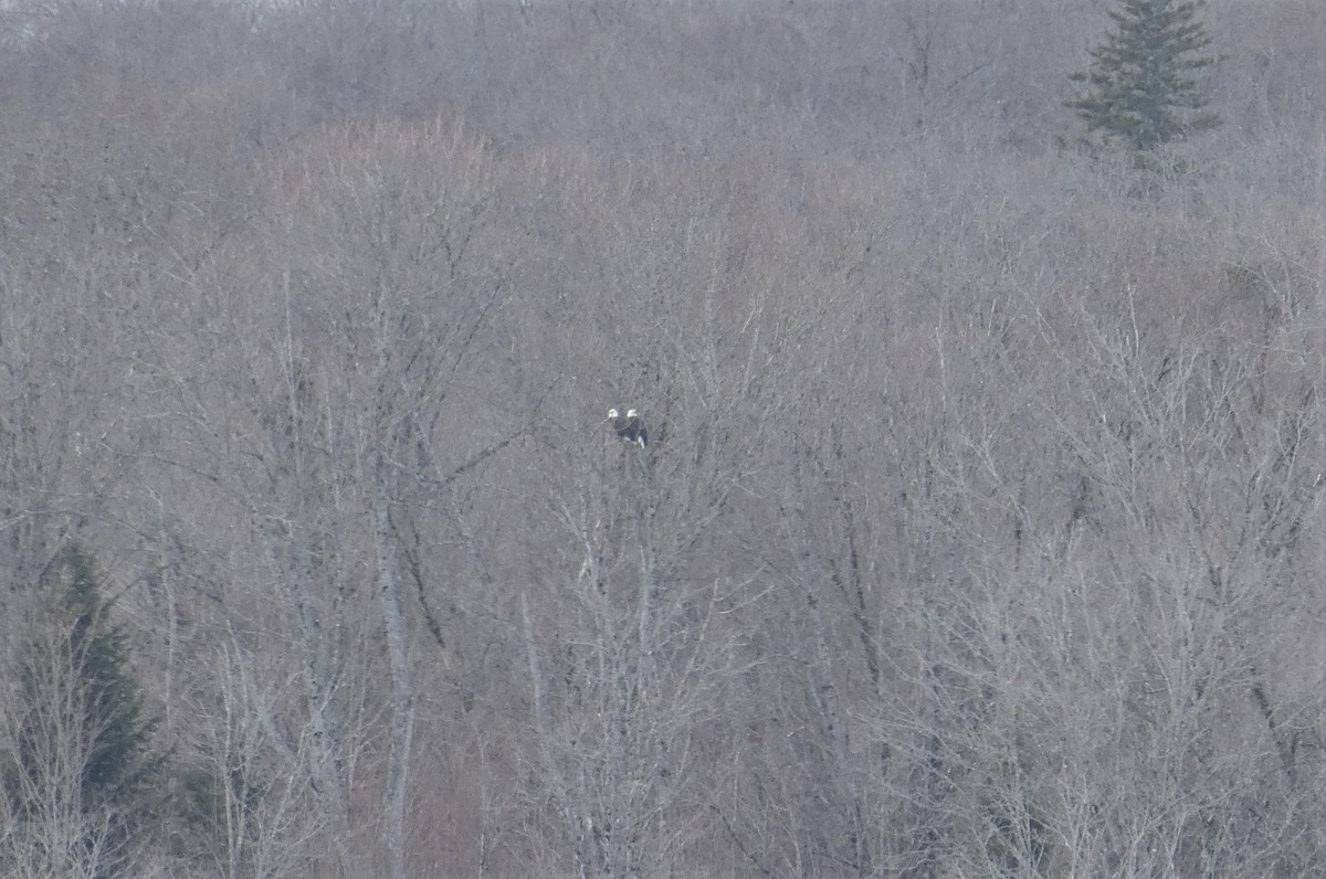 Bald Eagle - ML548300051