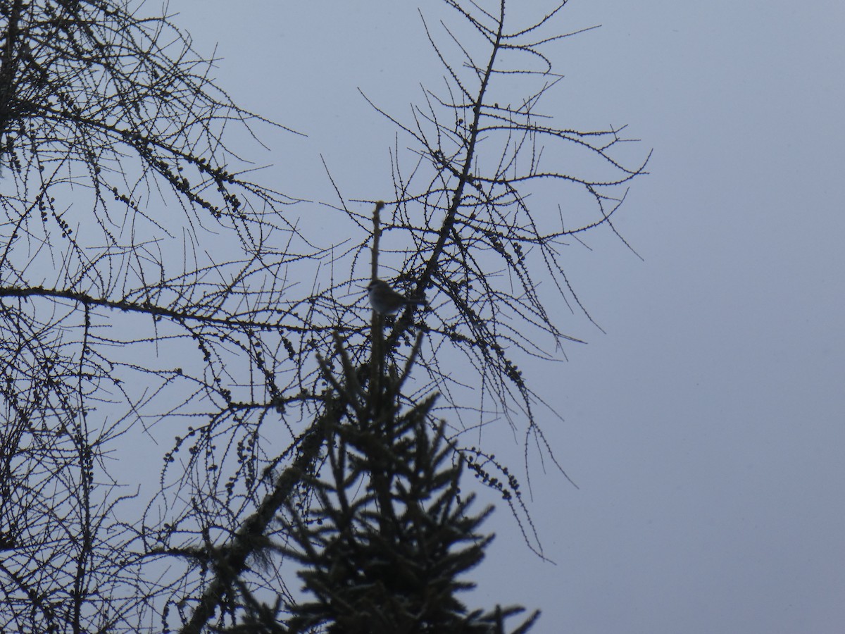 Boreal Chickadee - ML548300861