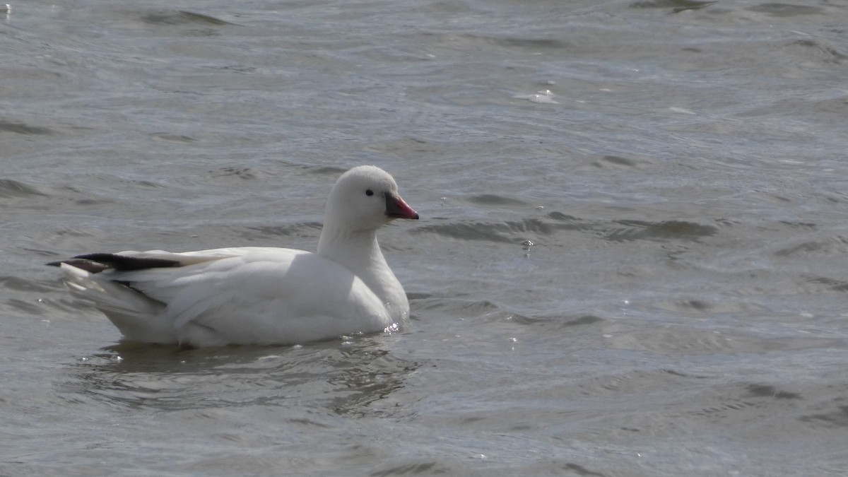 Ross's Goose - Lou Herrin