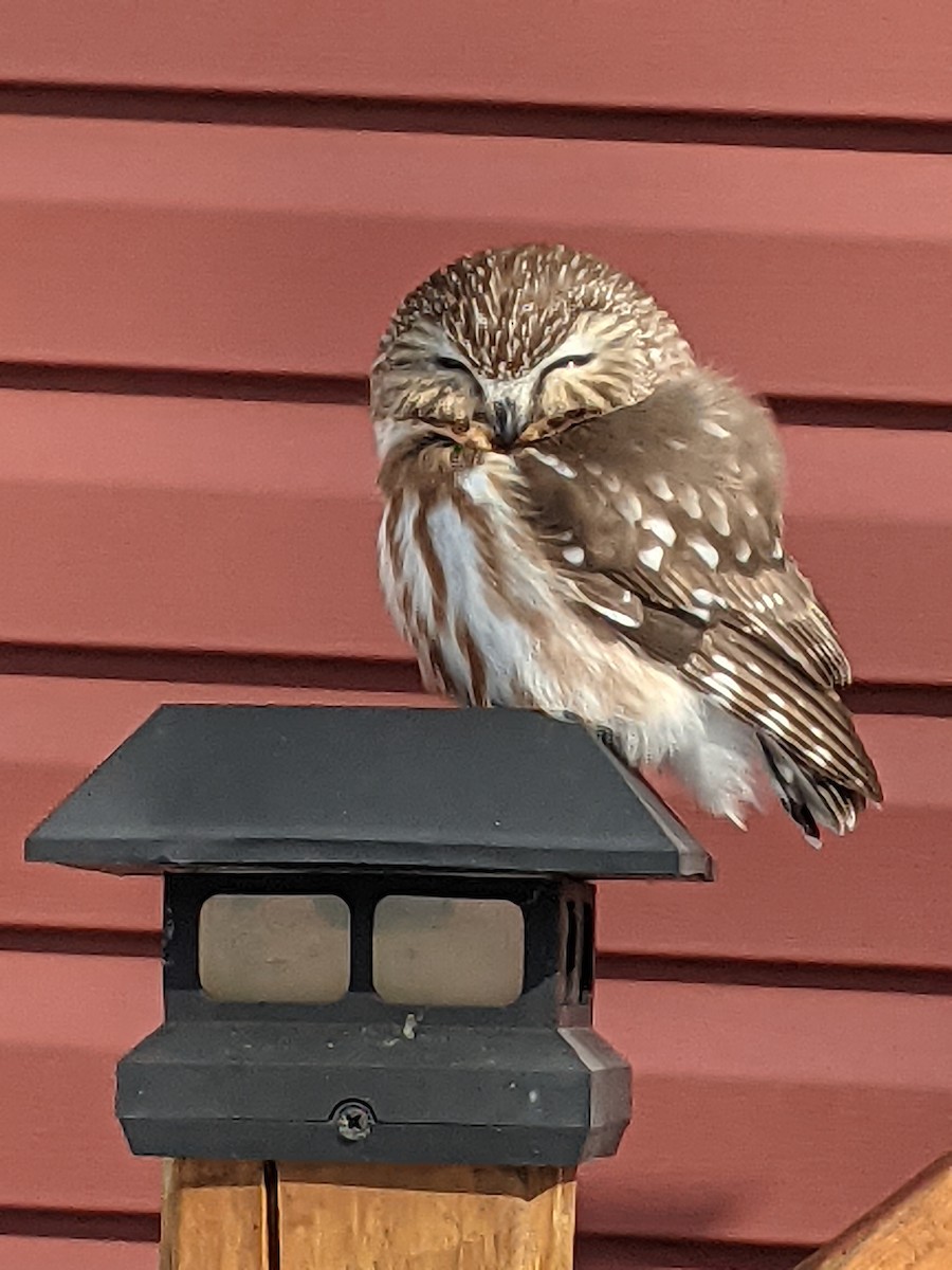 Northern Saw-whet Owl - ML548301591