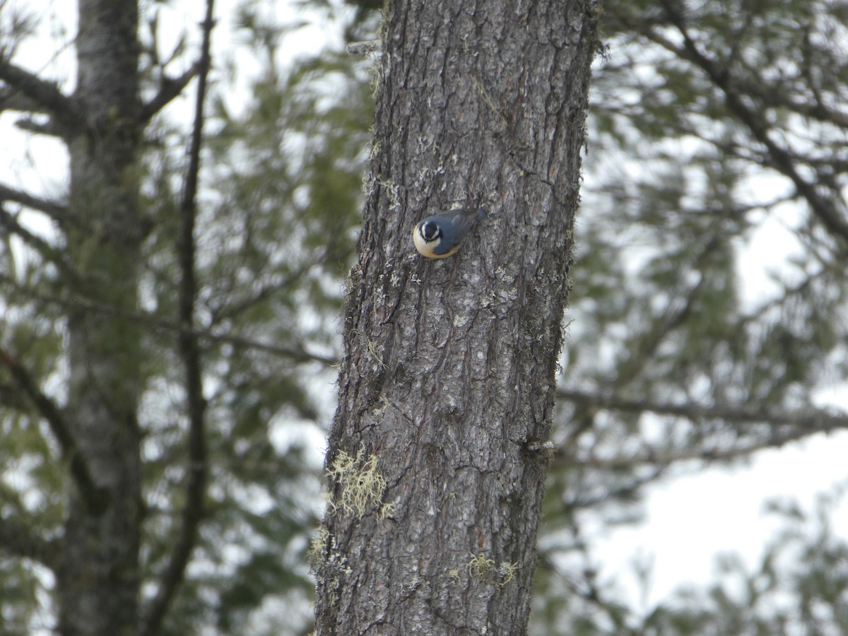 Red-breasted Nuthatch - Pierre Gauvin