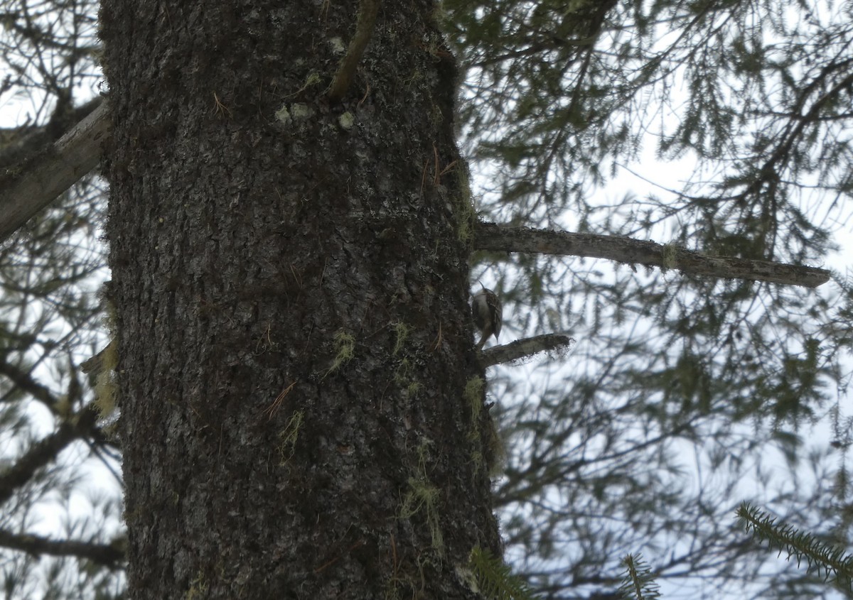 Brown Creeper - ML548302481