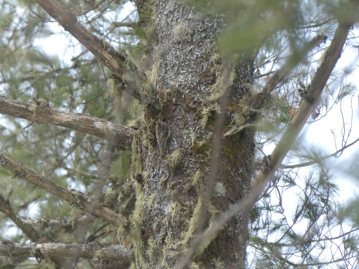 Brown Creeper - ML548302491