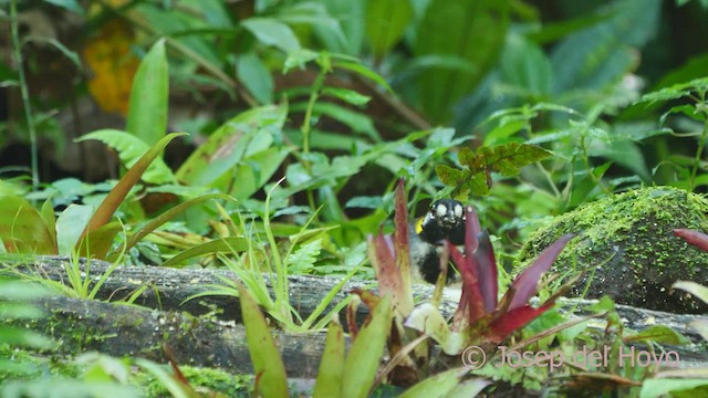 White-eared Ground-Sparrow - ML548302621