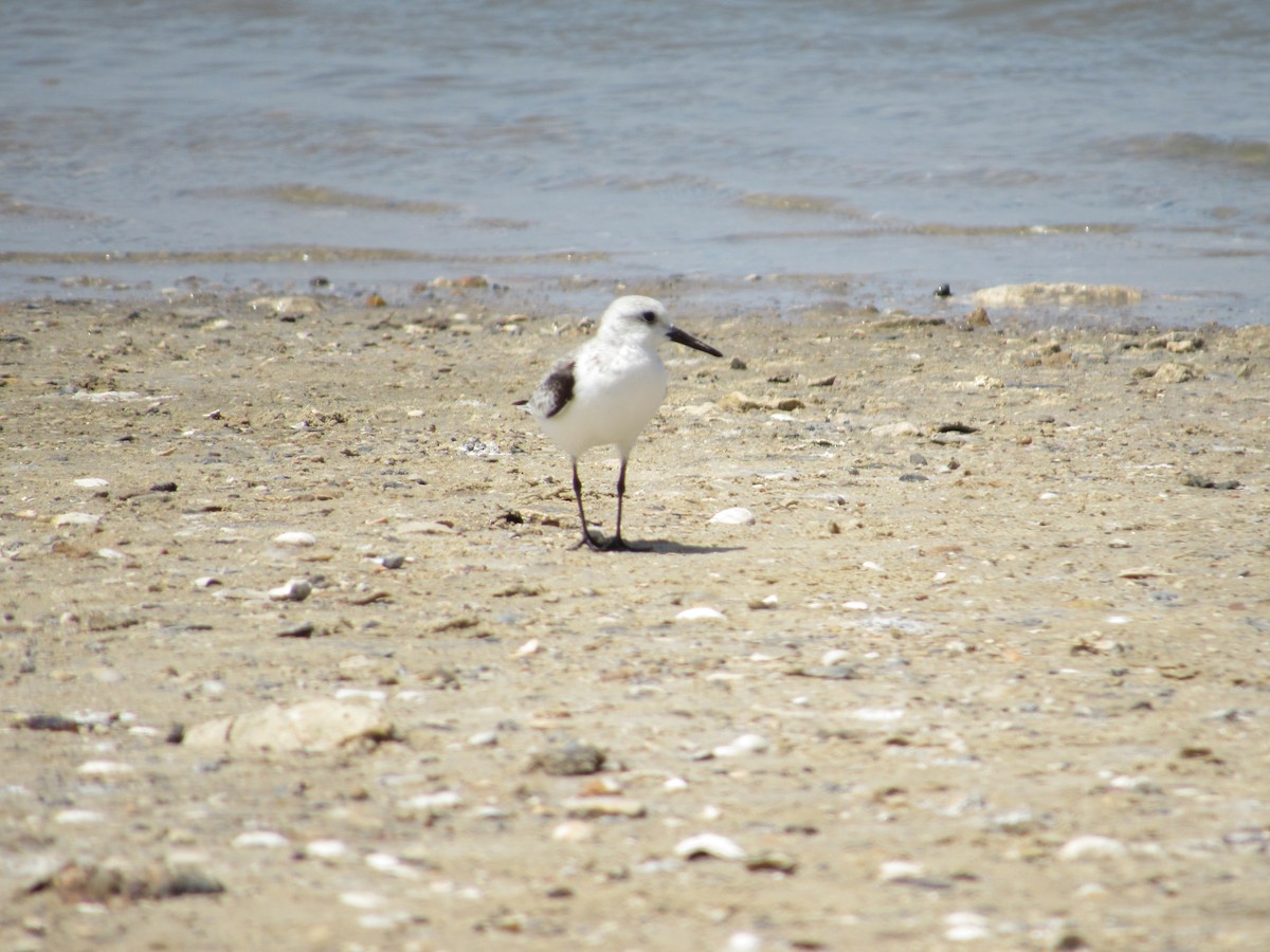 Sanderling - ML548303281