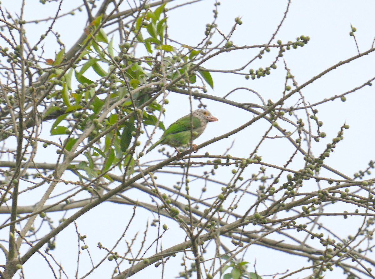 Lineated Barbet - AJAY ARNOLD