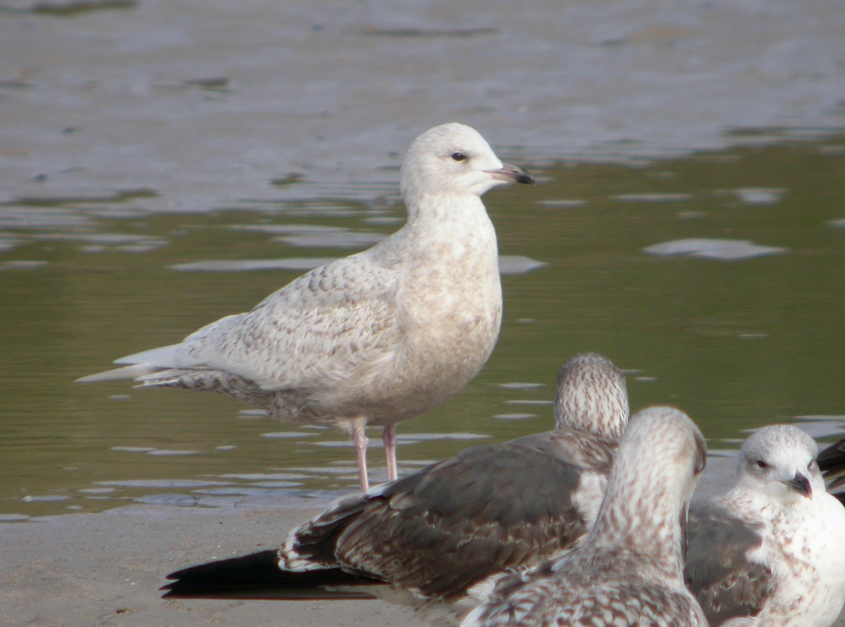 Iceland Gull (glaucoides) - ML548305561