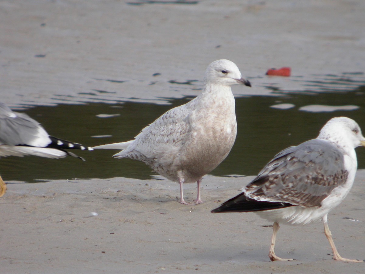 Iceland Gull (glaucoides) - ML548305571