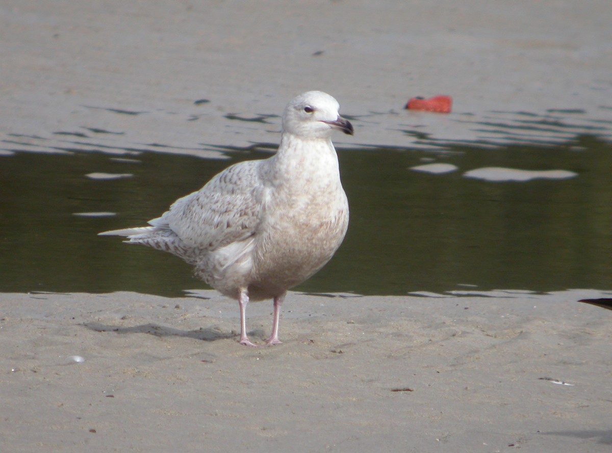 Iceland Gull (glaucoides) - ML548305581