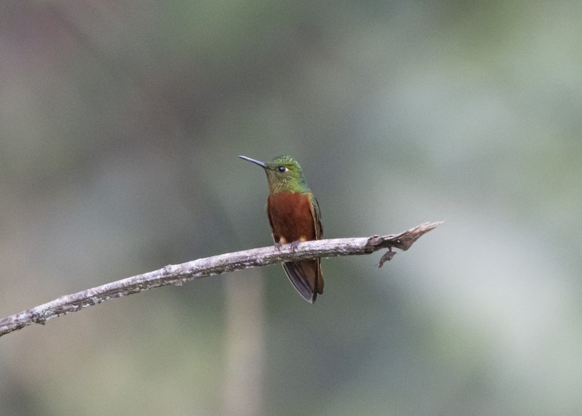 Chestnut-breasted Coronet - ML548305641