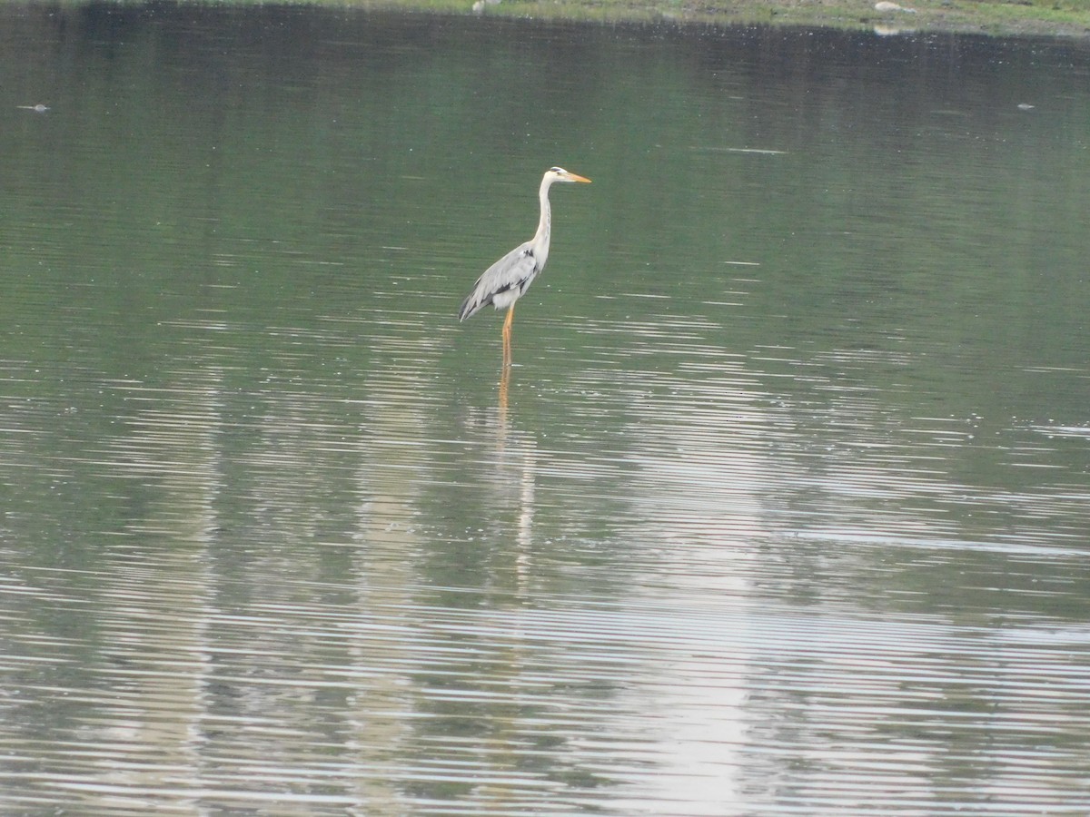 Gray Heron - Vidhya Swaminathan