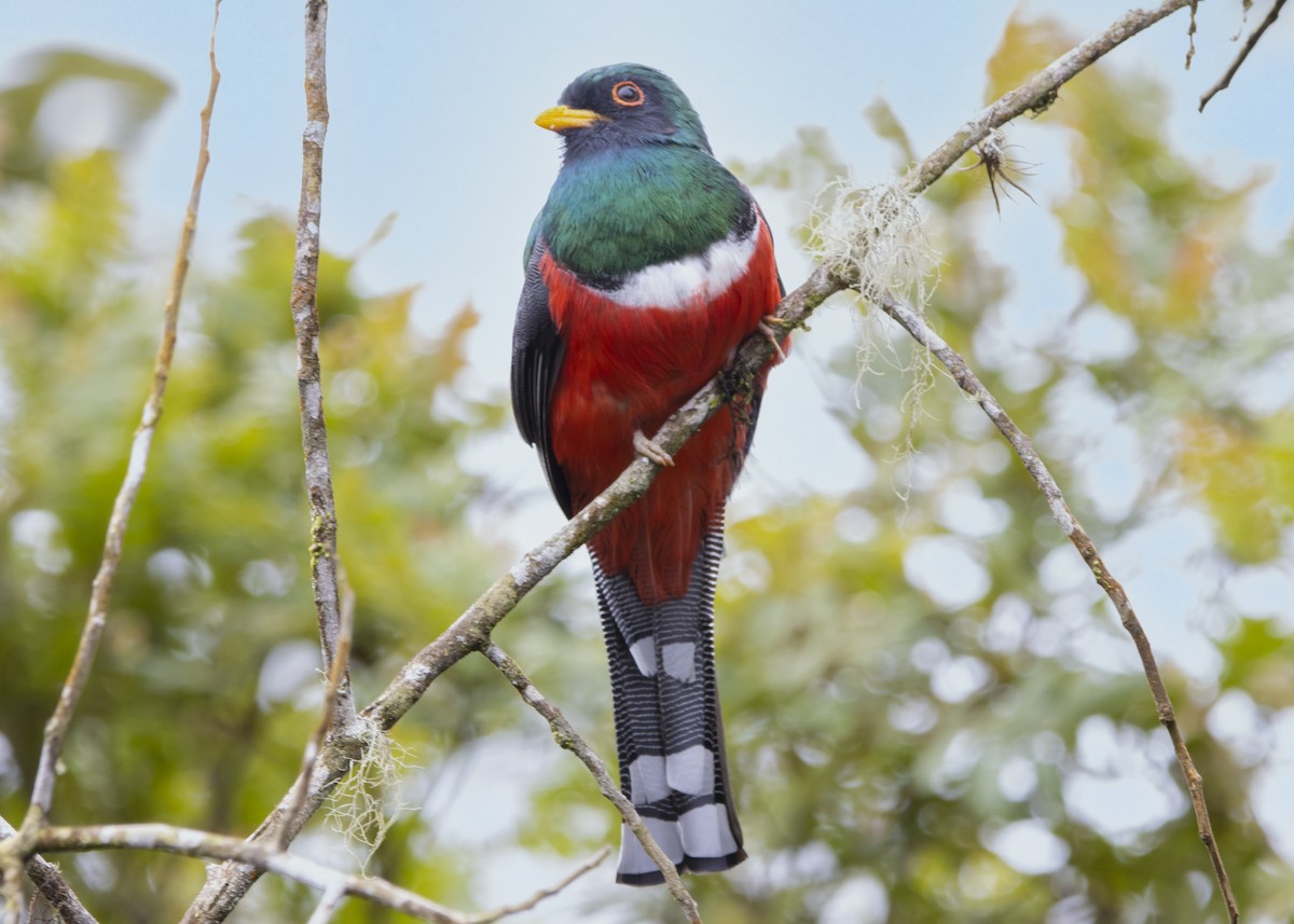 Masked Trogon - ML548306081