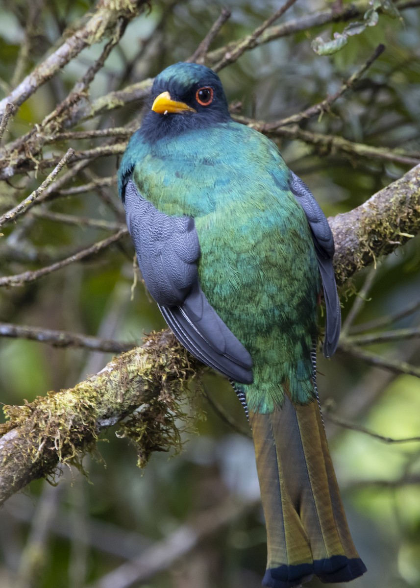 Masked Trogon - ML548306101