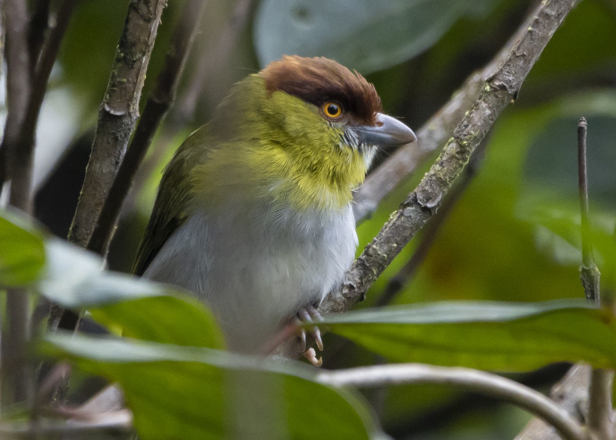 Rufous-browed Peppershrike - ML548306341